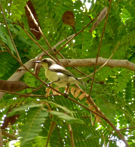 Spotting Image 1