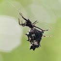 Spined Micrathena