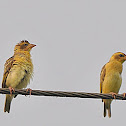 Baya Weaver