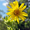 Compass Plant