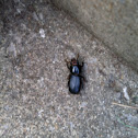 Bess beetle