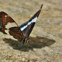White Admiral Butterfly