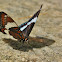 White Admiral Butterfly