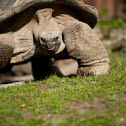 Galápagos tortoise