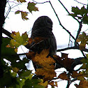 Barred owl