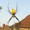 Black and Yellow Argiope
