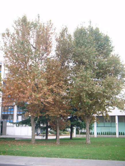 Spotting Image 1