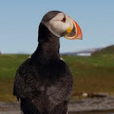 Atlantic Puffin