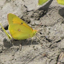ORANGE SULPHUR