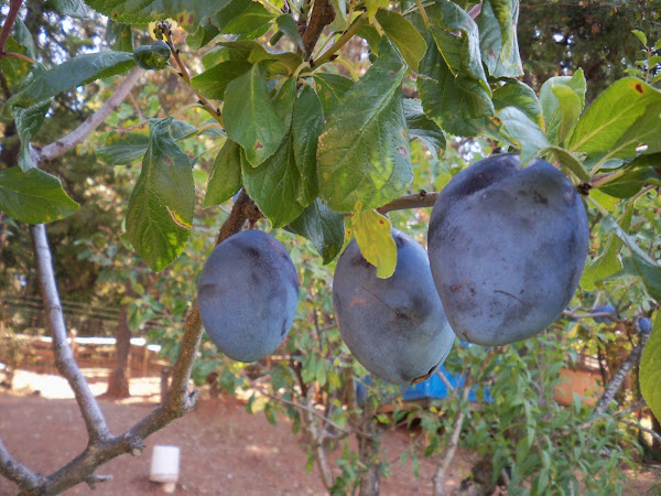 Empress Plum | Project Noah