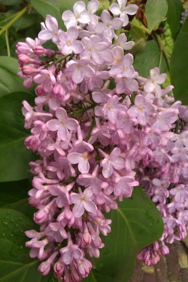 Spotting Image 1