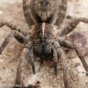 Carolina wolf spider