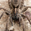 Carolina wolf spider