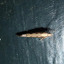 Diamondback Moth