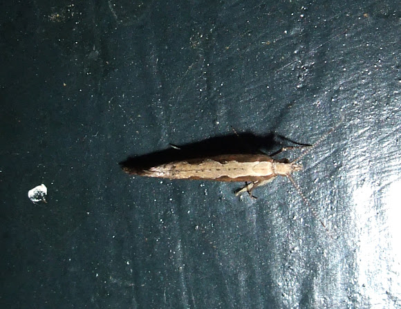 Spotting Image 1