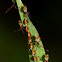 Box Bug Nymphs