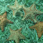 Cushion sea star