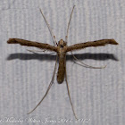 Plume Moth