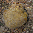 Pigskin Poison Puffball