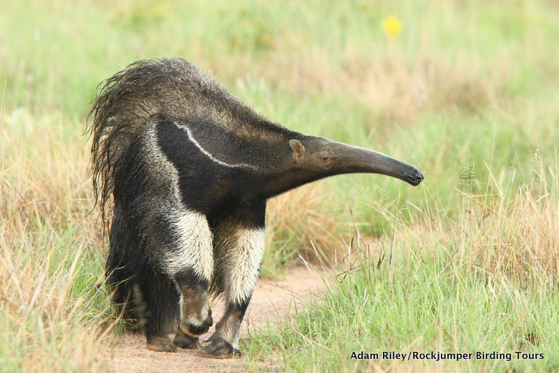 Giant Anteater