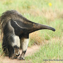 Giant Anteater