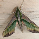 Green Hawk Moth