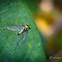 Long-legged Fly