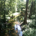 Cypress Trees