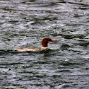 Common Merganser