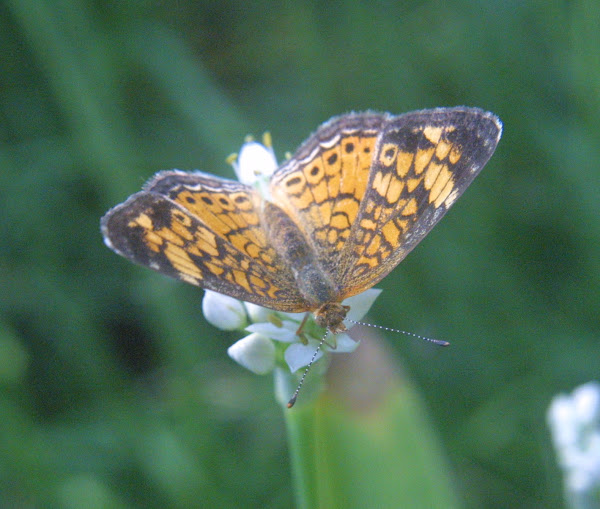 Pearl Crescent Project Noah