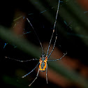 spider