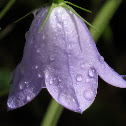 Mountain Harebell