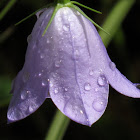 Mountain Harebell