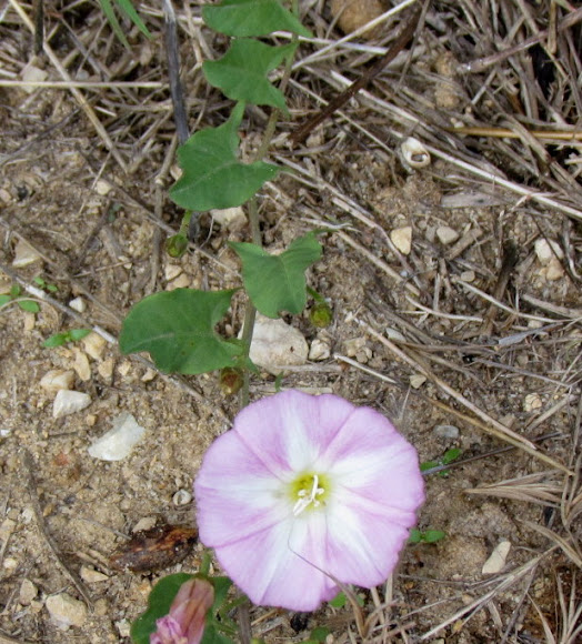 Spotting Image 1