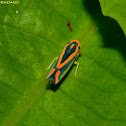 Sharpshooter Leafhopper