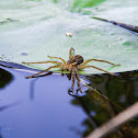 Six-spotted Fishing Spider