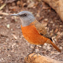 Cape Rock-thrush (Male)