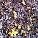 Mushroom