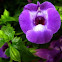 Wishbone Torenia