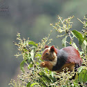 Malabar Giant Squirrel