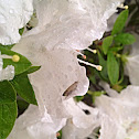 Leafhopper