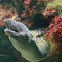 Mediterranean Moray