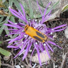 Soldier Beetle