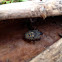 Brown marmorated stink bug