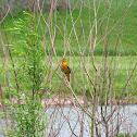 Baltimore Oriole