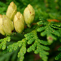 Northern White Cedar