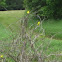 American Goldfinch