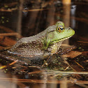 American Bullfrog