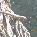 Side-blotched Lizard