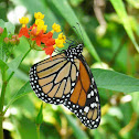 Monarch butterfly